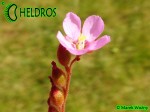 Rosiczka Drosera Natalensis Zimbabwe