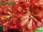 Rosiczka Drosera Natalensis Zimbabwe