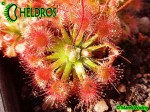Drosera x Sidjamesii 'Lake Gnangarra W.A.'