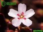 Drosera x Sidjamesii 'Lake Gnangarra W.A.'