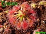 Drosera x Sidjamesii 'Lake Gnangarra W.A.'