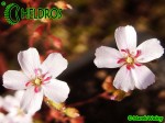 Drosera x Sidjamesii 'Lake Gnangarra W.A.'