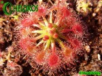Drosera x Sidjamesii 'Lake Gnangarra W.A.'