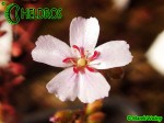 Drosera x Sidjamesii 'Lake Gnangarra W.A.'