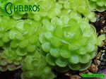 Tłustosz Pinguicula esseriana