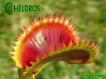 Dionaea Muscipula Muchołówka UK SAWTOOTH 2