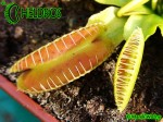 Muchołówka Dionaea Muscipula ALIEN