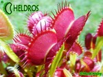 Dionaea muchołówka Dingley Giant