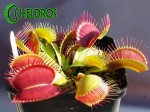 Dionaea Muchołówka GIANT TRAP - MK DM27