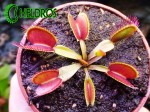 Dionaea Muchołówka GIANT TRAP - MK DM27