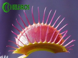 VFT Dionaea PURPLE GIANT - 20 seeds