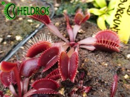 VFT Dionaea RED BURGUNDY - 10 seeds