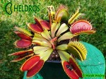 Muchołówka-Dionaea-Muscipula-Red-Daggers