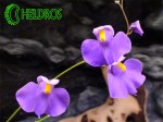 Pływacz Utricularia LONGIFOLIA