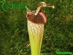 MK L101 Sarracenia Leucophylla Stocky, wide mouth, plant possibly is of hybrid origin with Sarracenia alata (AS SL 27) 2007