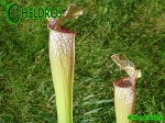 MK L101 Sarracenia Leucophylla Stocky, wide mouth, plant possibly is of hybrid origin with Sarracenia alata (AS SL 27) 2007
