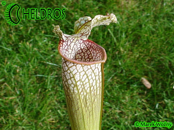 MK L101 Sarracenia Leucophylla Stocky, wide mouth, plant possibly is of hybrid origin with Sarracenia alata (AS SL 27) 2007