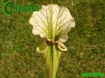 MK H34 Sarracenia x moorei,FL, W,S. flava var. rugelii x leucophylla. Plant has a red splotch in the throat.