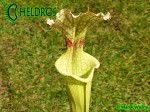 MK H34 Sarracenia x moorei,FL, W,S. flava var. rugelii x leucophylla. Plant has a red splotch in the throat.