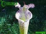 MK L31 Sarracenia Leucophylla Red  white, large stocky pitcher, red lip AP