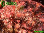 Drosera Rosiczka AFFINIS