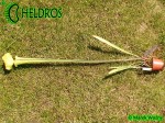MK H7 Sarracenia x moorei ‘Brooks Hybrid’. Tall pitchers to 3 12 feet. Possibly one of the tallest Sarracenia.