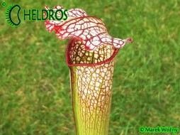 MK H77 Sarracenia x excellens x leucophylla