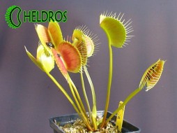 VFT Dionaea SPIDER - 20 seeds