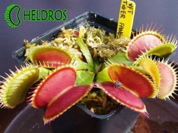 VFT Dionaea TIGER FANGS - 20 seeds
