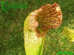 MK H111 Sarracenia x  ‘Sultry Maid’
