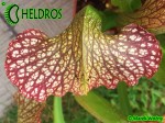 MK H111 Sarracenia x  ‘Sultry Maid’