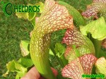 MK H111 Sarracenia x  ‘Sultry Maid’