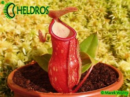NEPENTHES GAYA