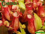 Dzbanecznik Nepenthes GAYA