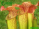 MK H150 Sarracenia x Welham’s wonder