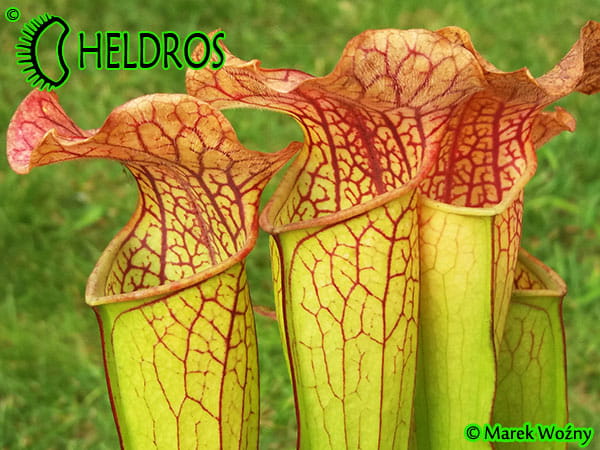 MK H150 Sarracenia x Welham’s wonder