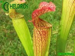 MK H150 Sarracenia x Welham’s wonder