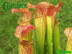 MK H150 Sarracenia x Welham’s wonder