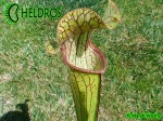 MK H150 Sarracenia x Welham’s wonder
