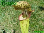 MK H150 Sarracenia x Welham’s wonder