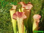 MK H150 Sarracenia x Welham’s wonder