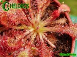ROSICZKA DROSERA SPATULATA Ahipara Gumfields, New Zealand