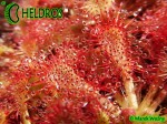 ROSICZKA DROSERA SPATULATA Ahipara Gumfields, New Zealand