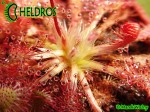 ROSICZKA DROSERA SPATULATA Ahipara Gumfields, New Zealand