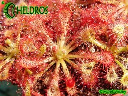 DROSERA SPATULATA Ahipara Gumfields, NZ - 20 seeds