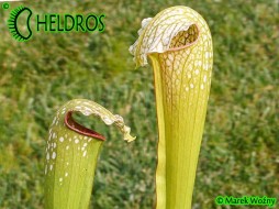 Sarracenia x excellens, (fake 'Loch Ness')