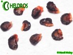 MINIROCOTO BROWN chili