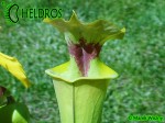 MK F17	Sarracenia Flava var. rugelii Milton, FL WF68,JA,copper tinged in early growth. 1 plant discovered near Milton, Florida has a copper tint to the emerging growth and young opened pitchers.