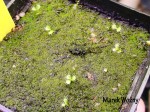 Germinated seeds of drosera MACROPHYLLA.