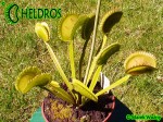 Dionaea Muscipula Muchołówka AF1 Killer Queen